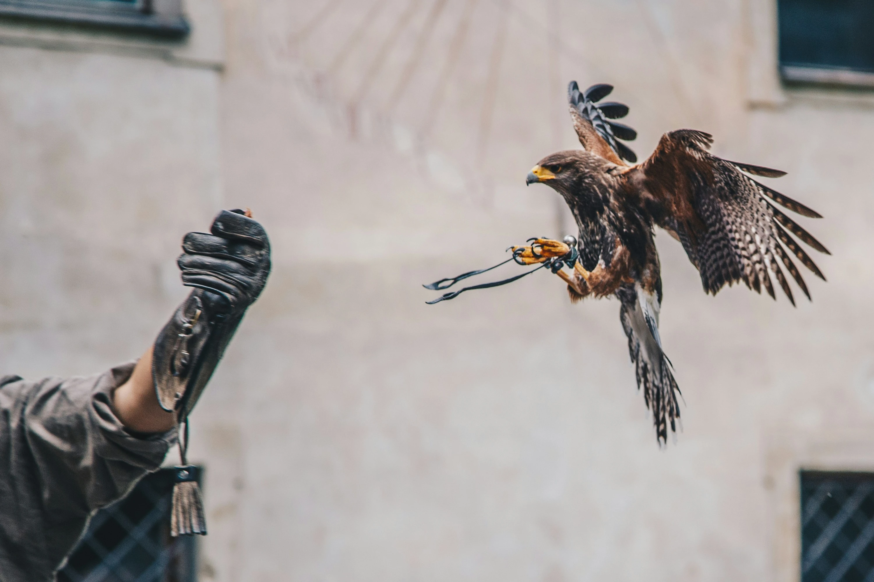 Falconry demonstration with a trained bird of prey at Shiloh Echo