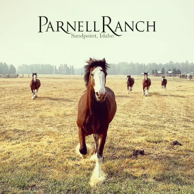 Parnell Ranch Clydesdales meet and greet at Shiloh Echo '26